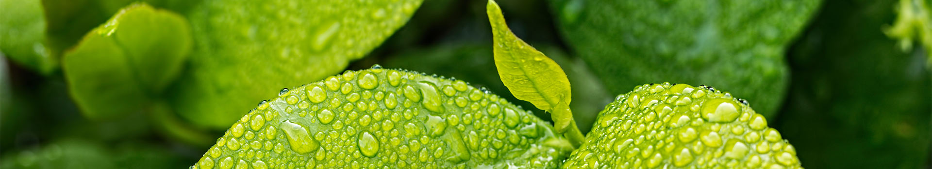 植物科学