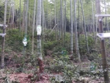 茎流仪、水势仪助力毛竹茎流（液流）研究