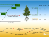 PCE | 贵州大学马尾松团队首次揭示马尾松干旱死亡的水分阈值