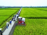 再生稻无人农场测产结果喜人