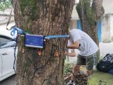 古树名木地上部分健康检测结果分析
