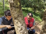 “树木雷达”应用于勐海县古茶树保护领域