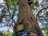 云南采用针测仪探测古树树龄