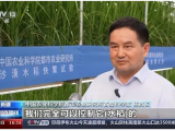 沙漠温室种水稻！中国科学家在新疆和田试种成功