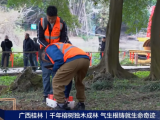 央视报道 | 守护千年古榕，TRU树木雷达为阳朔榕树开启“无损体检”新时代！