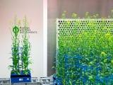 第四届植物与藻类综合表型学会议
