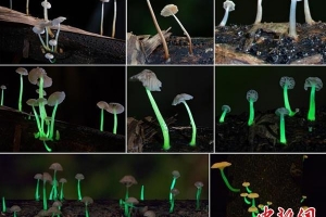 中印科学家联合考察发现一种新型发光真菌