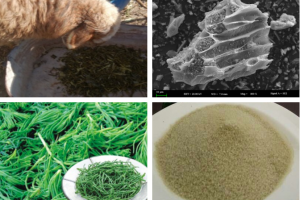 一株盐生植物的自述丨旱域生灵