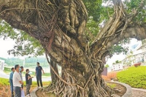 给古树治病：拍CT也服“中药”