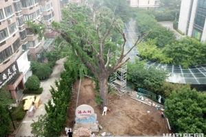 历经11天等待，“病根”找到了！浮山所古树体检报告出炉