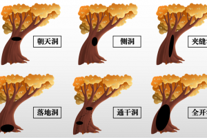 古树树洞怎么来的？该如何修补？