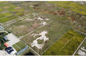 我国科学家揭示作物主效耐碱基因 可大幅提升盐碱地综合利用水平