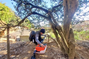 双省、市、县农科部门共同为宝洪茶古茶树诊脉促进古茶树科学保护利用