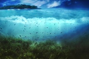 长江鱼类资源量呈恢复态势，但水生生物多样性水平较低