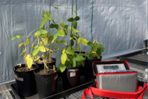 AP4 植物气孔计探索两种耐旱大豆品系的气孔响应