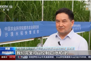 沙漠温室种水稻！中国科学家在新疆和田试种成功