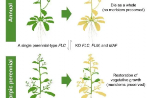上海科学家成功调控十字花科植物“寿命”，多年生与一年生自由转换