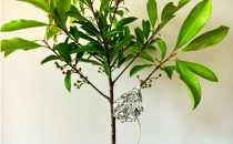 SF-4T/5T 夹扣式茎流传感器，可快速夹装完成细茎、叶柄、果柄的茎流测量