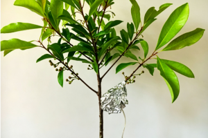 SF-4T/5T 夹扣式茎流传感器，可快速夹装完成细茎、叶柄、果柄的茎流测量