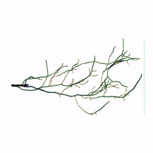 DJ-3010根系图像分析仪